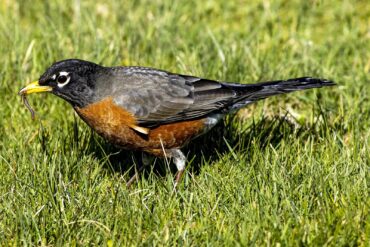 A male American robin grabs an unsuspecting worm in the grass for a tasty snack.