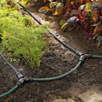 Snip-n-drip irrigation systems apply water directly where it is needed and fit any garden planted in rows. (Photo courtesy of Gardener's Supply Company)