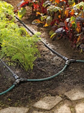 Snip-n-drip irrigation systems apply water directly where it is needed and fit any garden planted in rows. (Photo courtesy of Gardener's Supply Company)