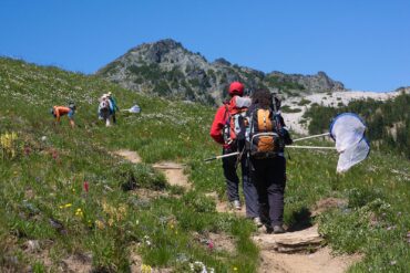 Volunteers for Cascade National Park Butterfly Project track subalpine butterflies. (Photo courtesy Kevin Bacher)