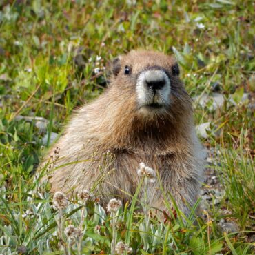 A marpot spotted by volunteers for the Olympic Park Marmot Monitoring Project (Photo courtesy Matthew Duchow)