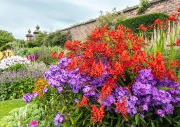 Phlox (purple)