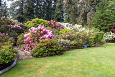 Rhododendron Dream