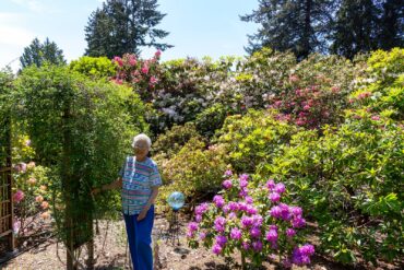 The height of Adkins’ rhododendrons is impressive; some reach 15 feet or more.