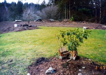 The original yard — 30-plus evergreens were removed for rhodies.