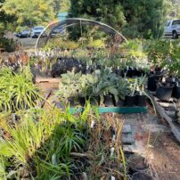 Approximately 5,000 plants will be stored for the spring plant sale.