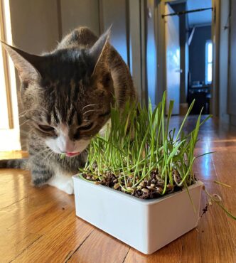 Cat grass kits are easy to grow and provide fresh, healthy wheatgrass, oat grass and ryegrass for cats to nibble on instead of your plants. (Photo courtesy of True Leaf Market)