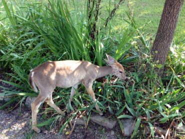A hungry deer grazing in a garden.