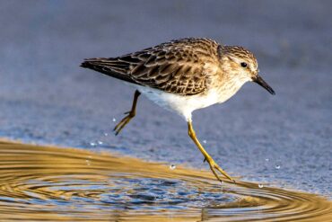 A least sandpiper runs through a rain puddle on a sandy beach.