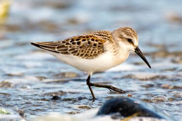 A western sandpiper forages along a cobblestone beach.