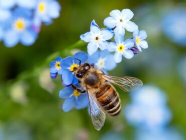 Pollinators