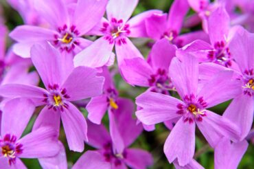 Phlox