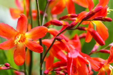 Crocosmia