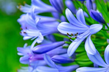 Blue agapanthus