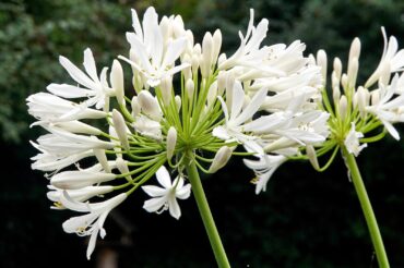 White agapanthus