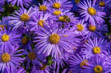 Purple aster