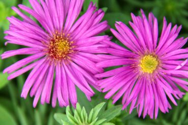 Pink aster