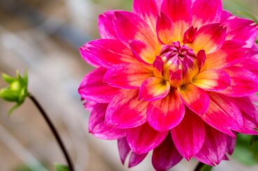 Pink and yellow dahlia