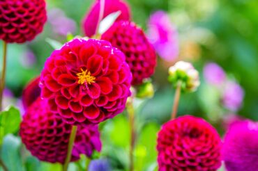 Pink dahlias