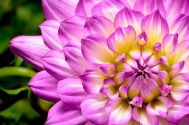 Dahlia with pink, white and yellow highlights