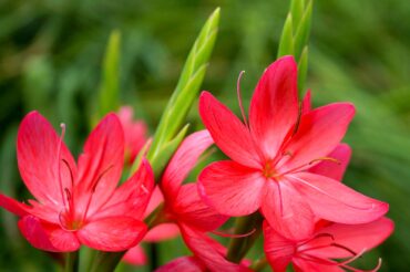 Hesperantha coccinea 