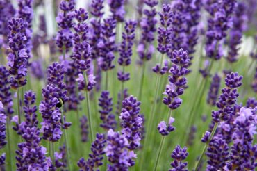 English lavender