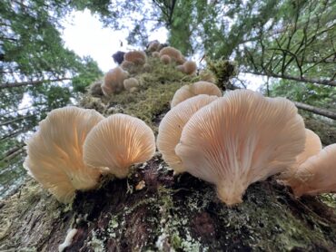 Oyster mushroom