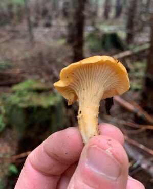 Pacific golden chanterelle