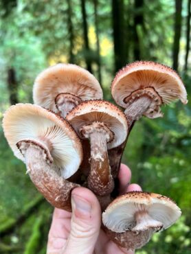 Honey mushrooms