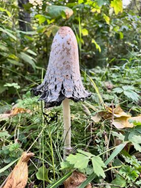 Shaggy mane