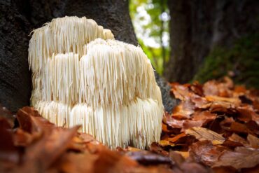 Lion’s mane