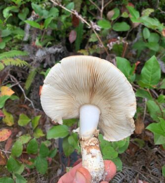 Western matsutake