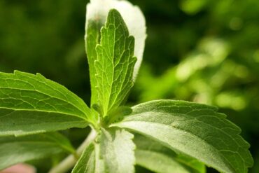 Stevia