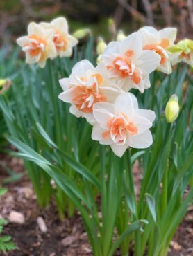 Late-blooming Delnashaugh double daffodil has showy layers of pure white petals coupled with apricot-pink ruffles. (Photo courtesy of Longfield-Gardens.com)