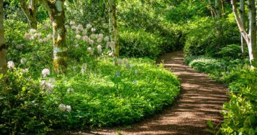 Bloedel Reserve birch trail in spring