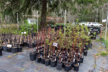 Woodbrook Native Plant Nursery