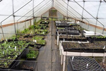 Woodbrook Native Plant Nursery