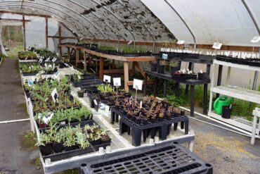 Woodbrook Native Plant Nursery