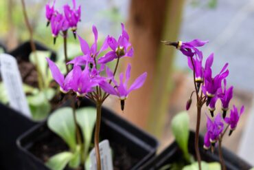 Woodbrook Native Plant Nursery