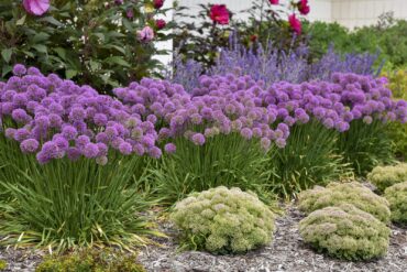 Allium 'Serendipity' (Ornamental Allium)