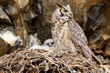 A vigilant female great horned owl guards her fluffy chicks in an old raven nest on a basalt ledge in Central Washington.
