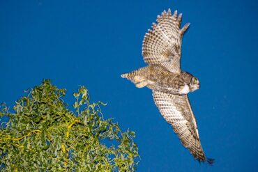 A great horned owl takes off from a treetop at dusk to begin the night’s hunt.