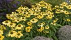 Echinacea "Yellow My Darling" (Coneflower)