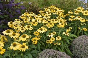 Echinacea "Yellow My Darling" (Coneflower)