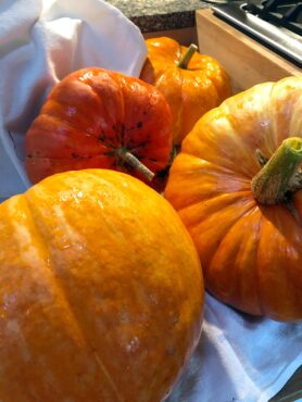 Pumpkins are part of the plant family Cucurbitaceae, which includes gourds, squash, melons and cucumbers.
