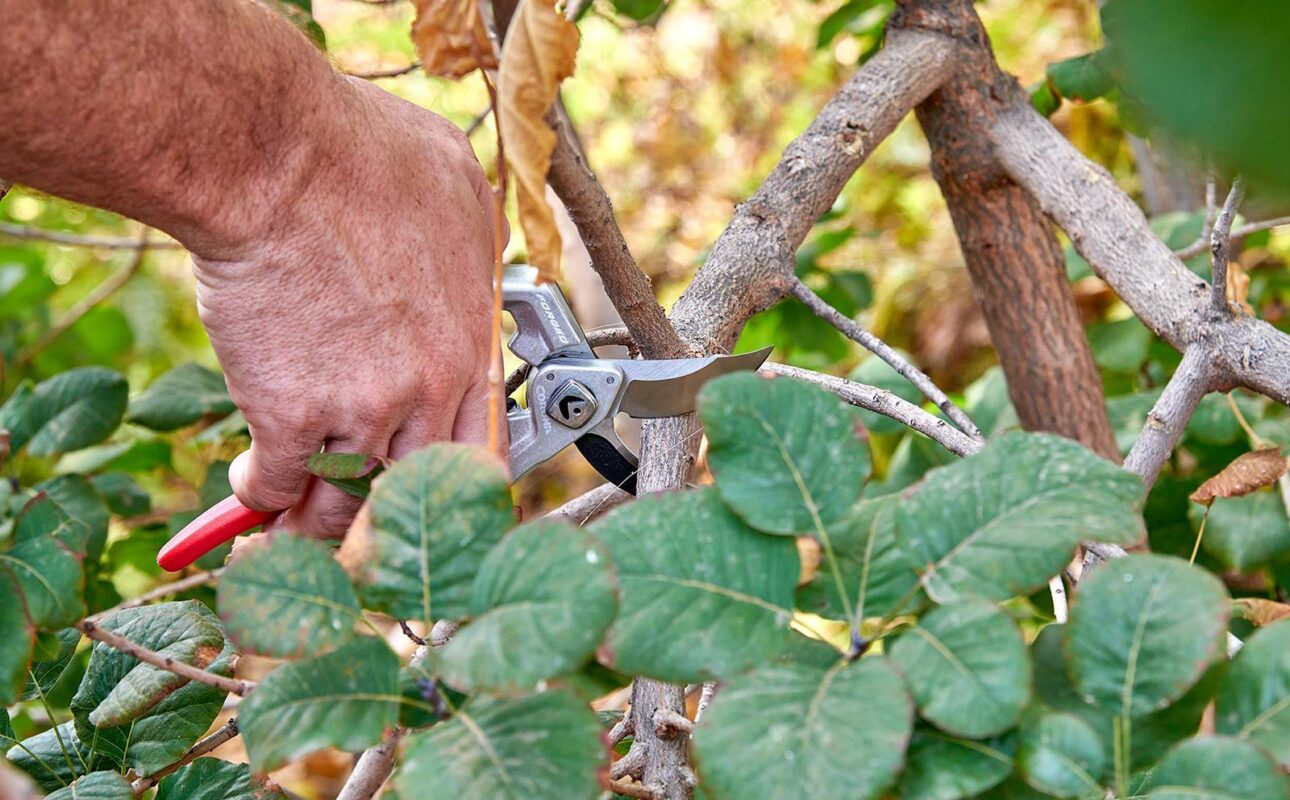 Use a quality bypass pruner to cut back and dispose of any diseased or insect-infested plants. (Photo courtesy of Corona Tools)