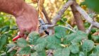 Use a quality bypass pruner to cut back and dispose of any diseased or insect-infested plants. (Photo courtesy of Corona Tools)