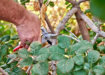 Use a quality bypass pruner to cut back and dispose of any diseased or insect-infested plants. (Photo courtesy of Corona Tools)