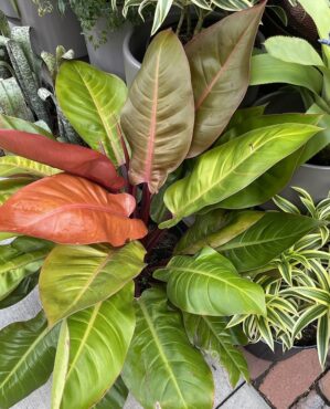 Philodendron is just one of the low-maintenance tropical plant options. (Photo courtesy of MelindaMyers.com)
