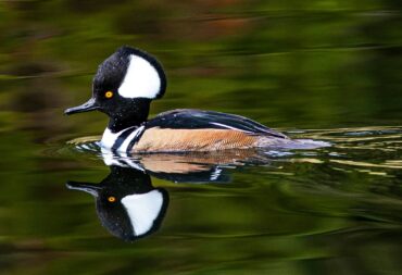 A male hooded merganser shows off his impressive crest.